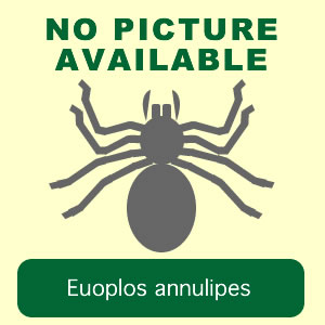 annulipes